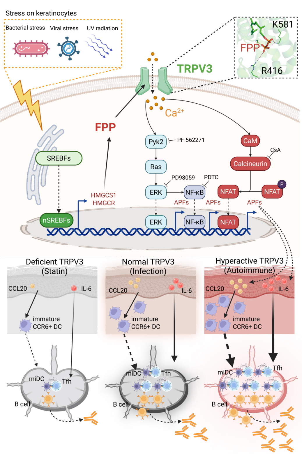 清华联合团队实现免疫学研究重要突破！-第2张图片-51吃大瓜
