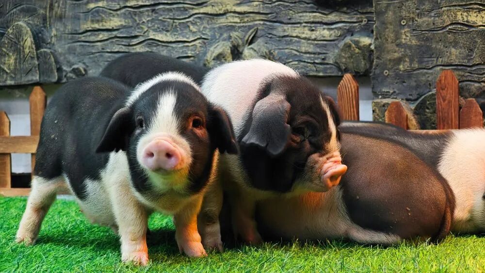 新华社调查：猪肉价格为何持续下跌？-第1张图片-51吃大瓜