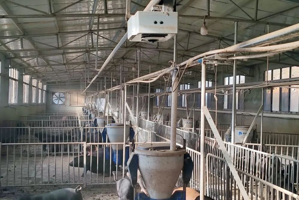 新华社调查：猪肉价格为何持续下跌？-第2张图片-51吃大瓜